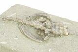 Fossil Crinoid (Actinocrinites) - Crawfordsville, Indiana #263088-1
